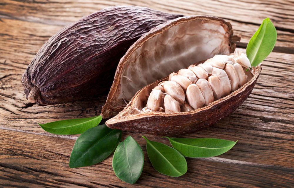 植物产品可可豆与人体健康