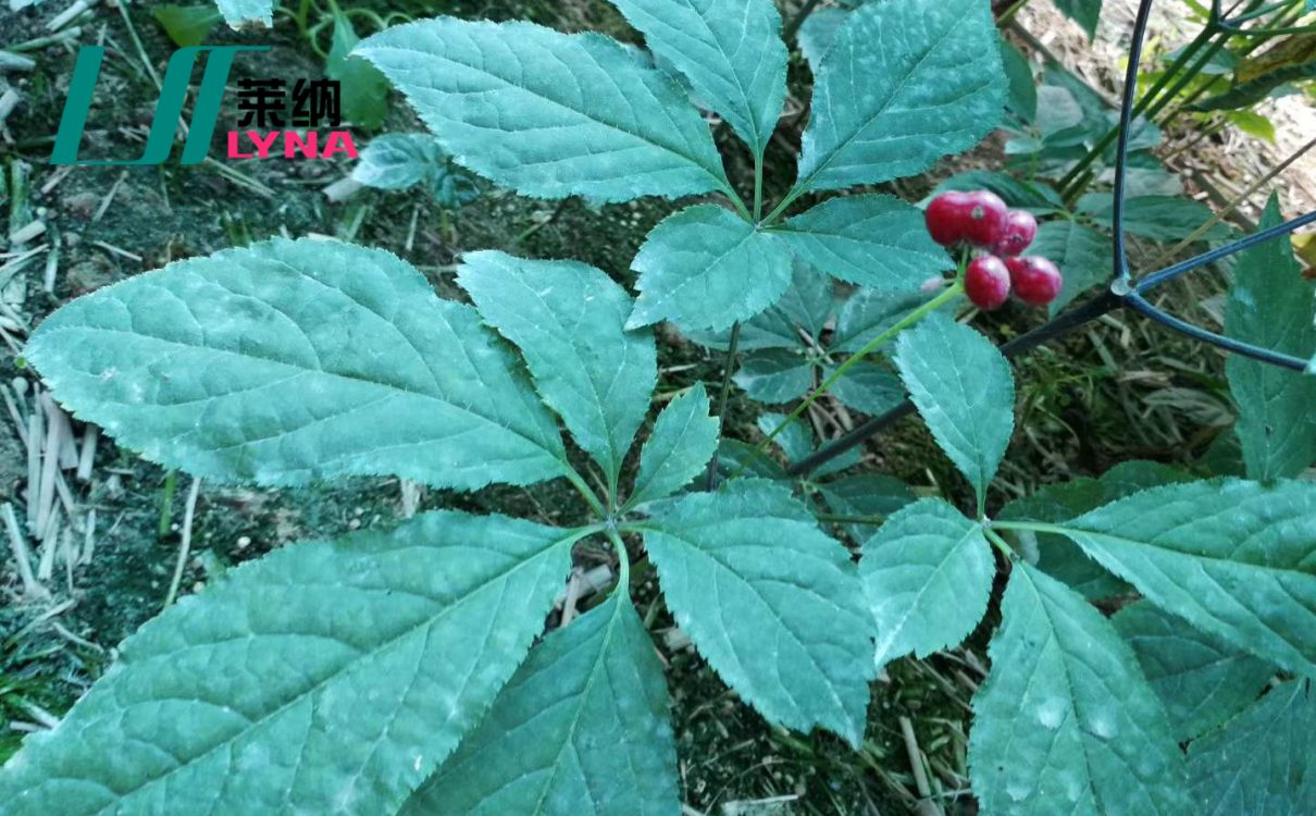 莱纳生物定制化功效复方保健品原料