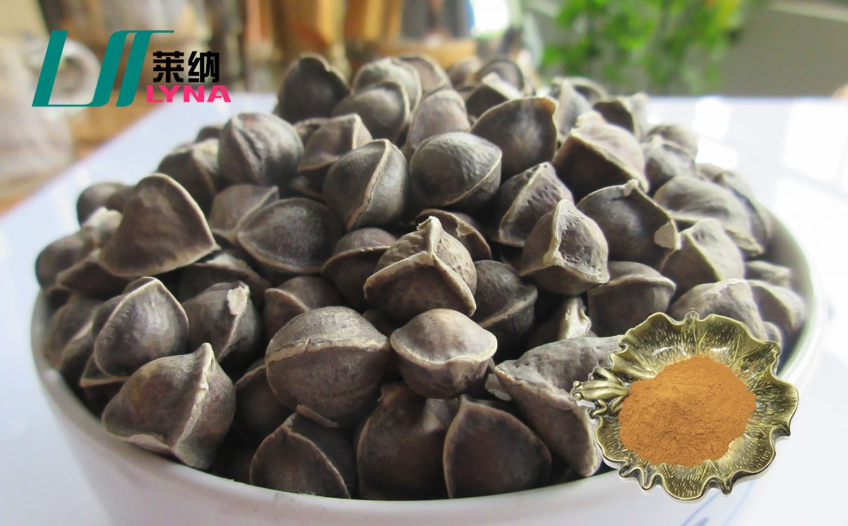 新资源食品辣木的应用前景