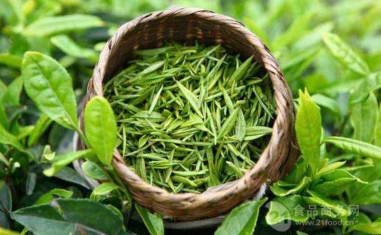 绿茶提取物及运动是改善与NAFLD相关症状的关键