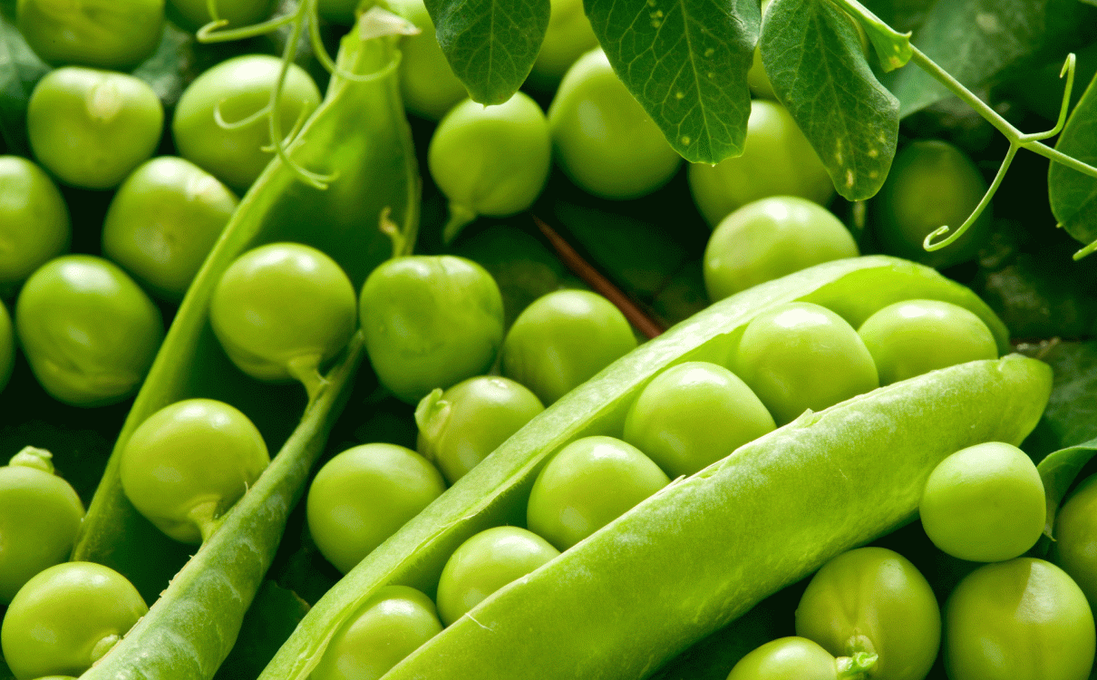 豌豆的营养价值以及应用
