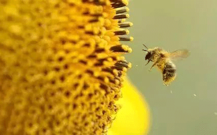 科普：可以缓解花粉过敏的功能原料
