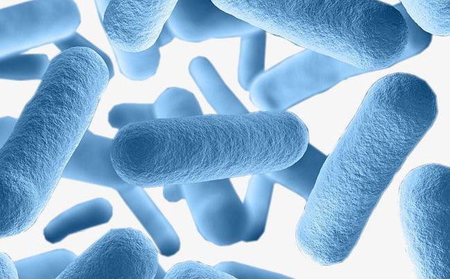 分析：植物提取物的抑菌原理