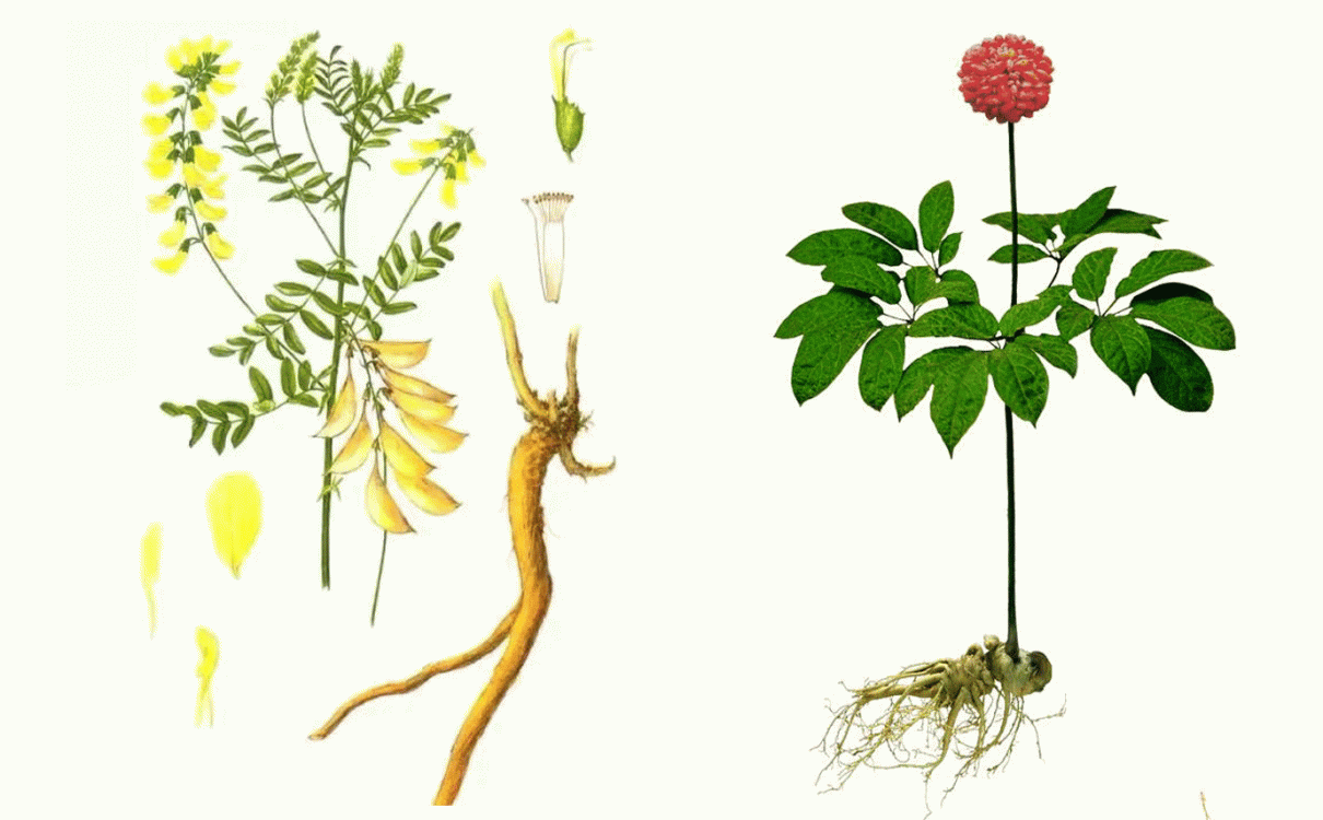 最新消息：欧盟将黄芪和三七复配原料添加到了新资源食品名单