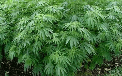 CBD即将成为市场新宠，多家公司开始布局大麻市场