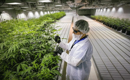 FDA要求停止销售未经批准的含有CBD产品