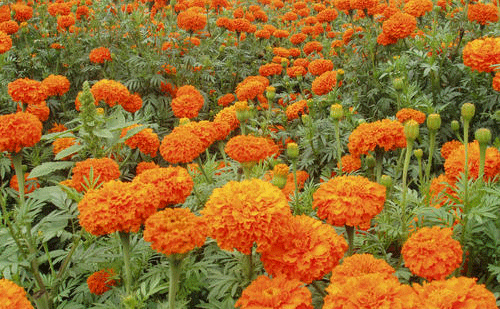 日本批准Lutemax 2020叶黄素和玉米黄质功能性食品声称（FFC）资质