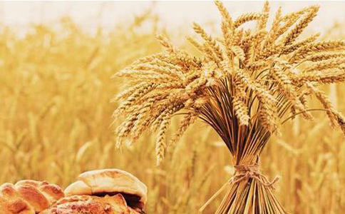 科普：小麦胚芽的成分以及用途