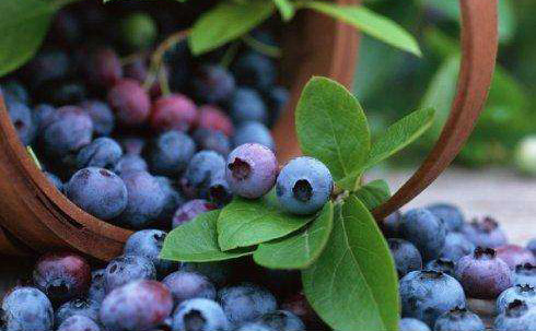 研究：白藜芦醇的植物化合物对溃疡性结肠炎患者起到的作用