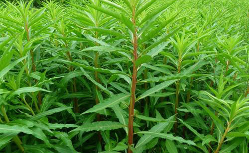 食品原料之赶黄草的功效以及应用