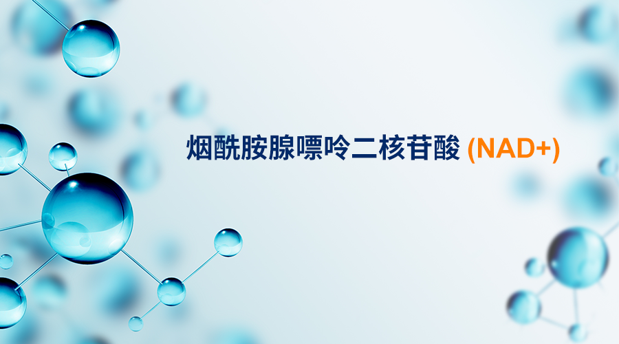 烟酰胺腺嘌呤二核苷酸（NAD+）