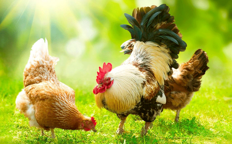 杜仲叶提取物：预防减少冬季蛋鸡感冒