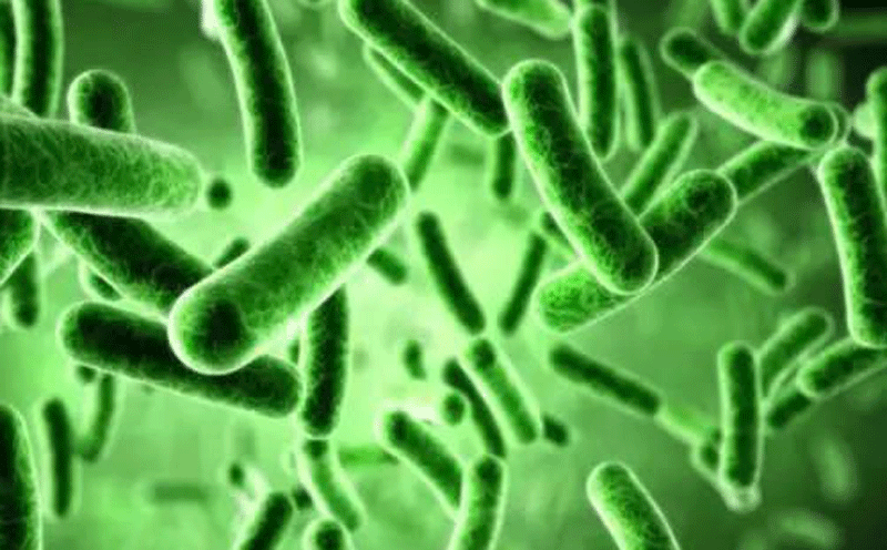 植物提取物：杜仲叶提取物保护肠道有益菌、抑制有害菌，防治南美白对虾肠道疾病