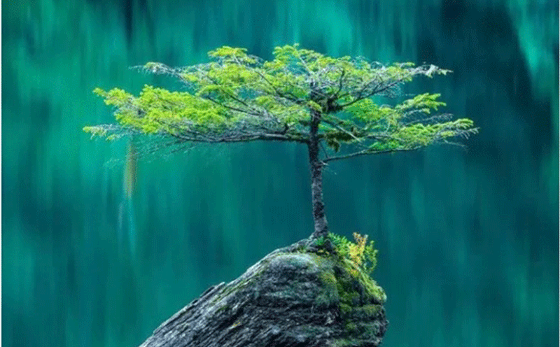 降血脂血糖和血压系列植物提取物简述