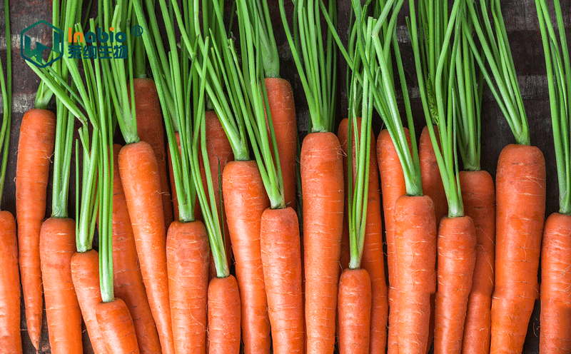 水溶性胡萝卜纤维被证实支持免疫功能和抵抗呼吸道感染