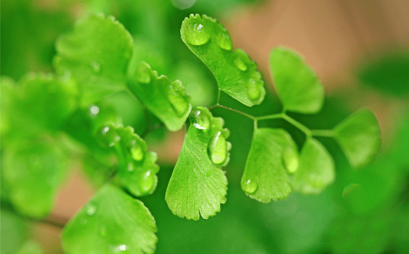 曾建国教授：植物提取物及其饲料添加剂注册开发建议