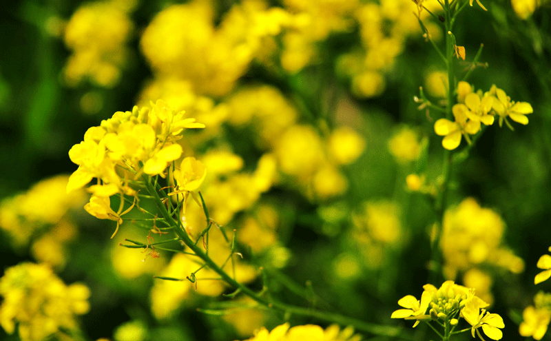 油菜籽全粉可塑性更高 营养更全面 原料市场潜力巨大