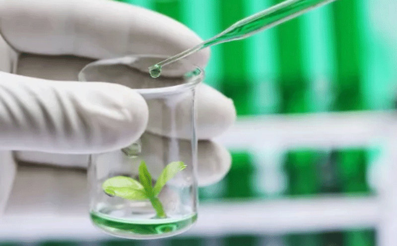 植物提取物：有效减轻更年期症状