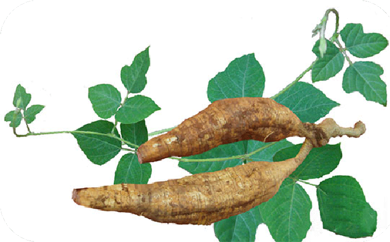 葛根提取物 葛根黄酮葛根素