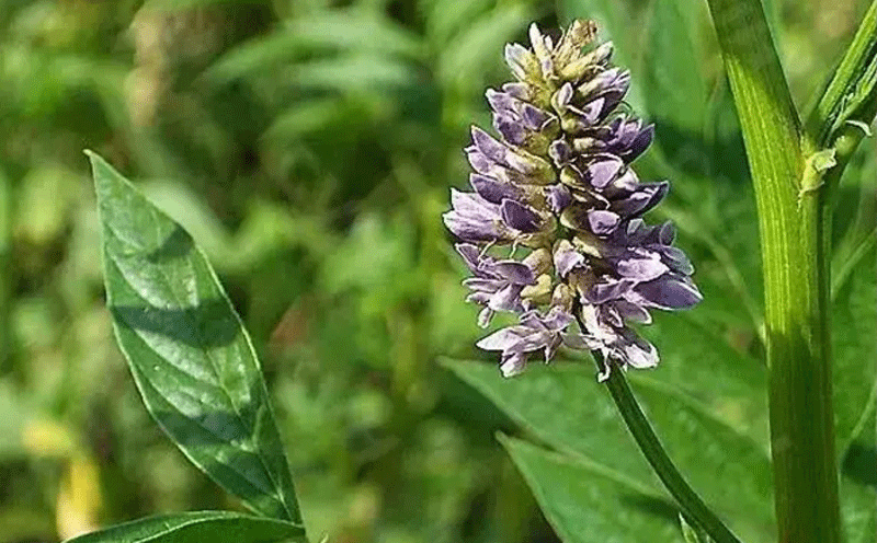 甘草提取物可提高老人记忆力