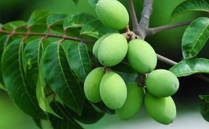 以中医药思维理解“食用槟榔”与“药用槟榔”