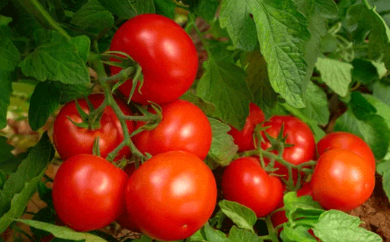 番茄提取物能缓解受损的动脉