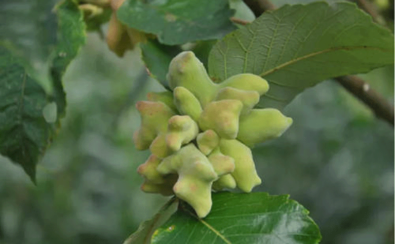 五倍子提取物可应用于抗龋齿产品