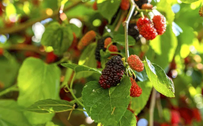 黑树莓提取物可预防心脏病