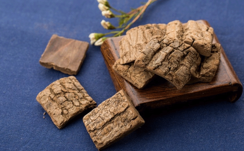 杜仲提取物提高奶牛免疫力和乳腺组织的修复能力，提高受胎率