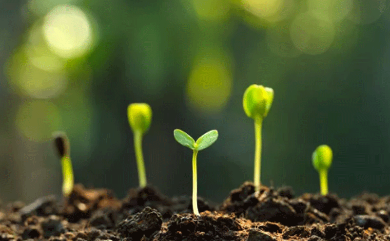 《中国植物提取物产业白皮书》酝酿出炉