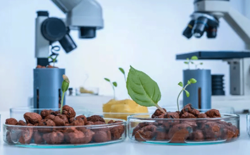 2021年首批新食品原料蝉花子实体、透明质酸钠、马乳酒样乳杆菌马乳酒样亚种