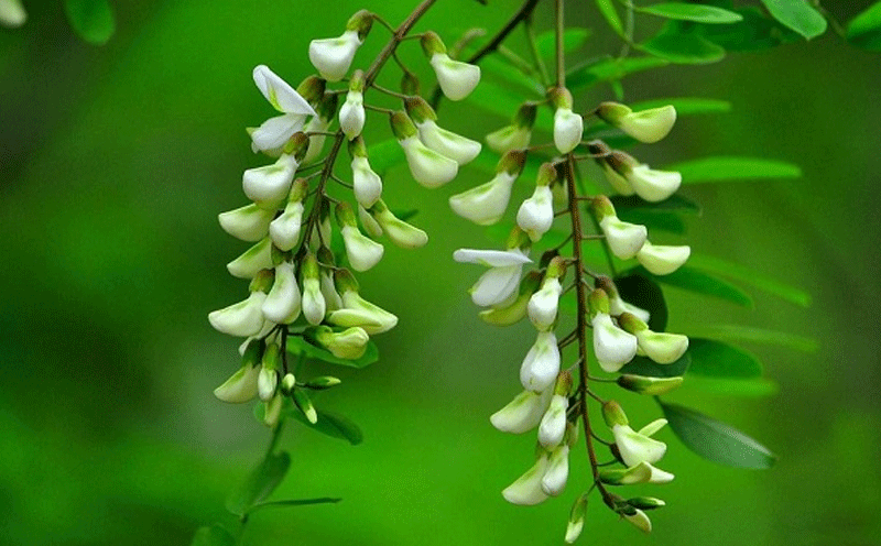 槲皮素的心血管保护作用及其新剂型的研究