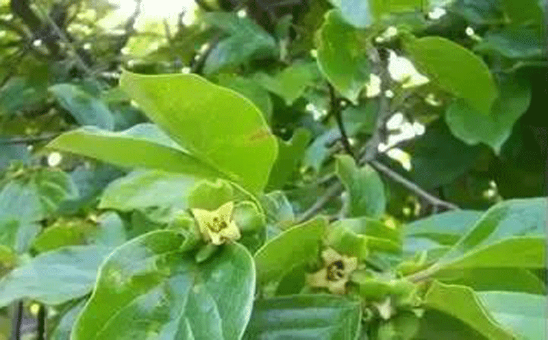 柿子叶提取物可缓解干眼症