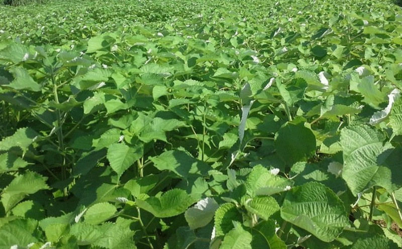 饲用植物及其提取物在饲料替抗中的应用