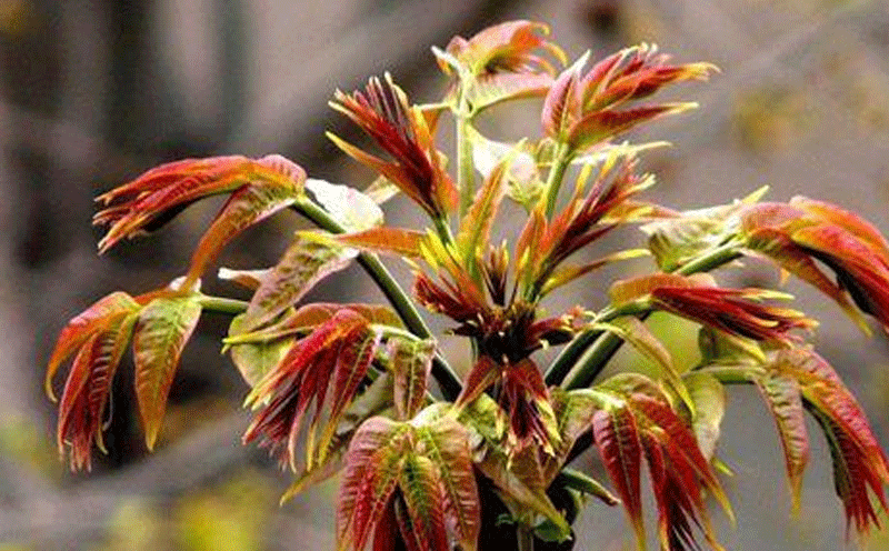 香椿全基因组测序完成