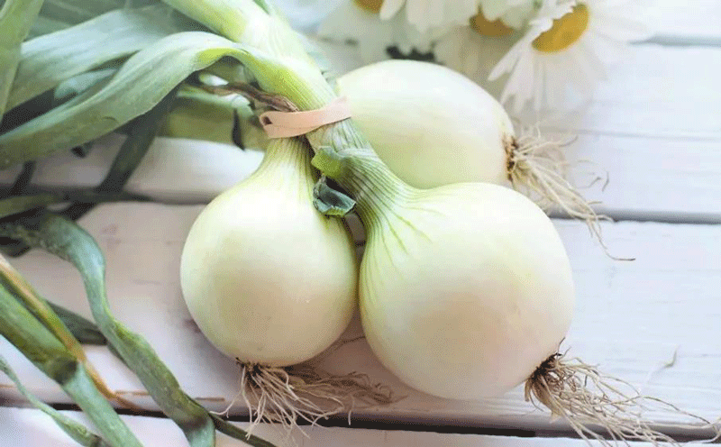 欧盟批准基本物质洋葱鳞茎提取物