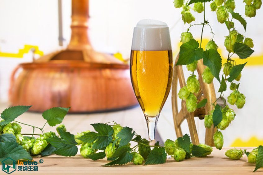 啤酒花