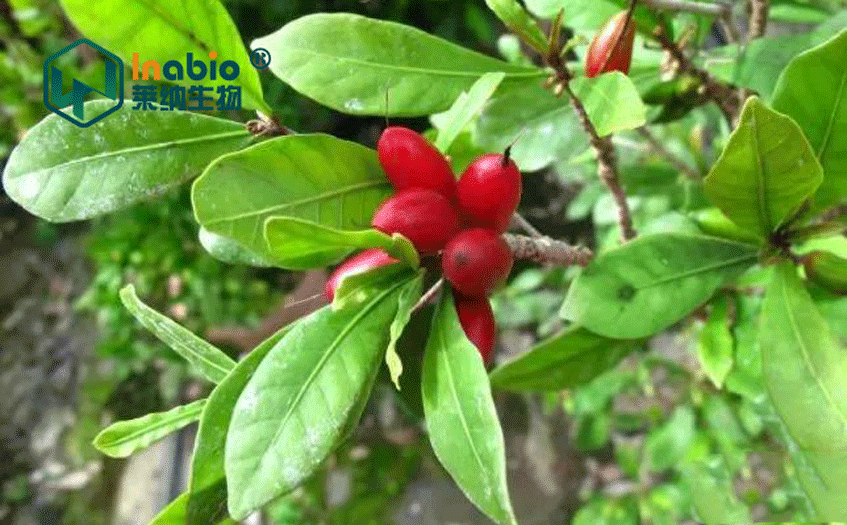 神秘果甜味剂代糖