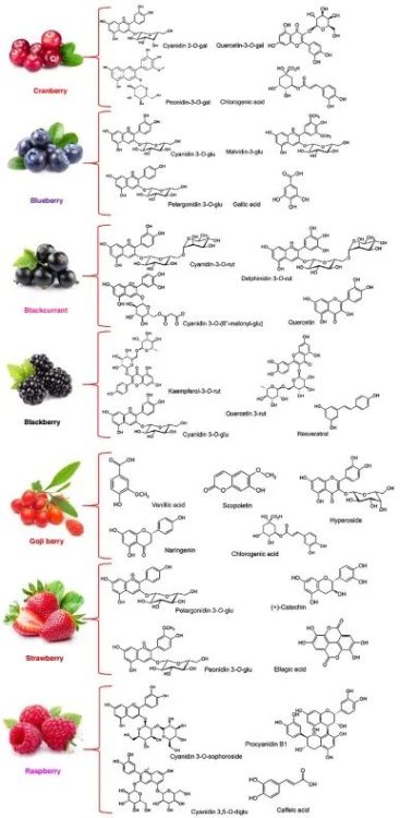 不同浆果中含有的典型的酚类化合物: