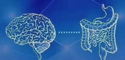 脑肠轴