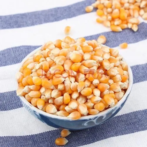 玉米粒
