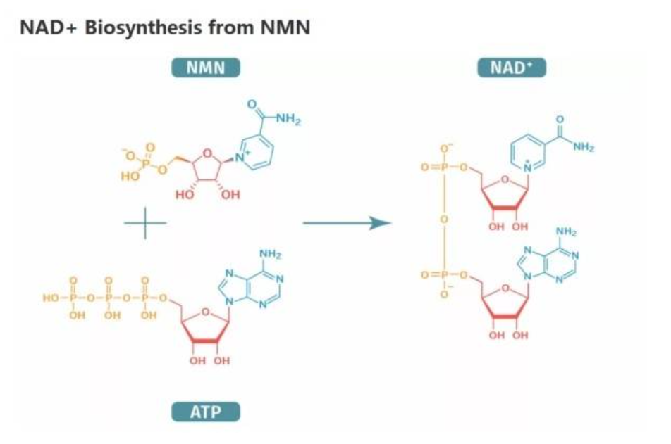 NMN有助于防治新冠