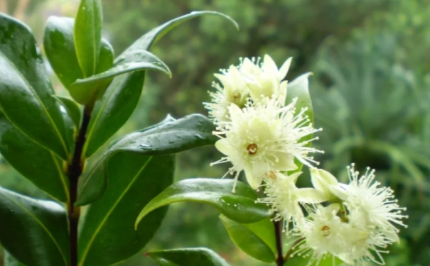 新纳入“三新食品”，这个香气独特的“天然柠檬替代者”如何颠覆食品行业？