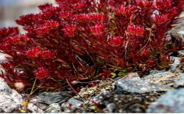 解锁天然活性成分新纪元—98%高纯红景天苷