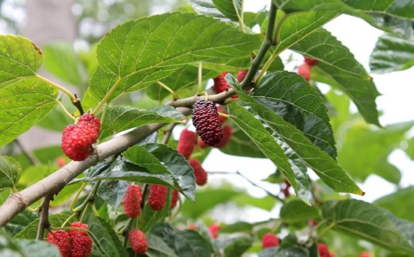 价值高达384 亿美元，它是我国首批药食同源物质