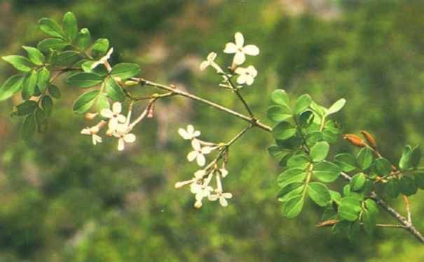 吃芹菜也能抗衰老？木犀草素的健康真相